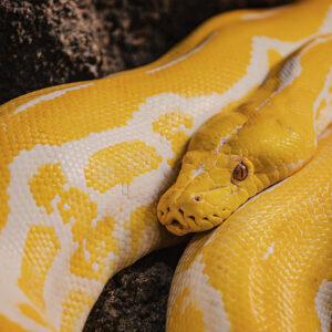 Python Fundamentals